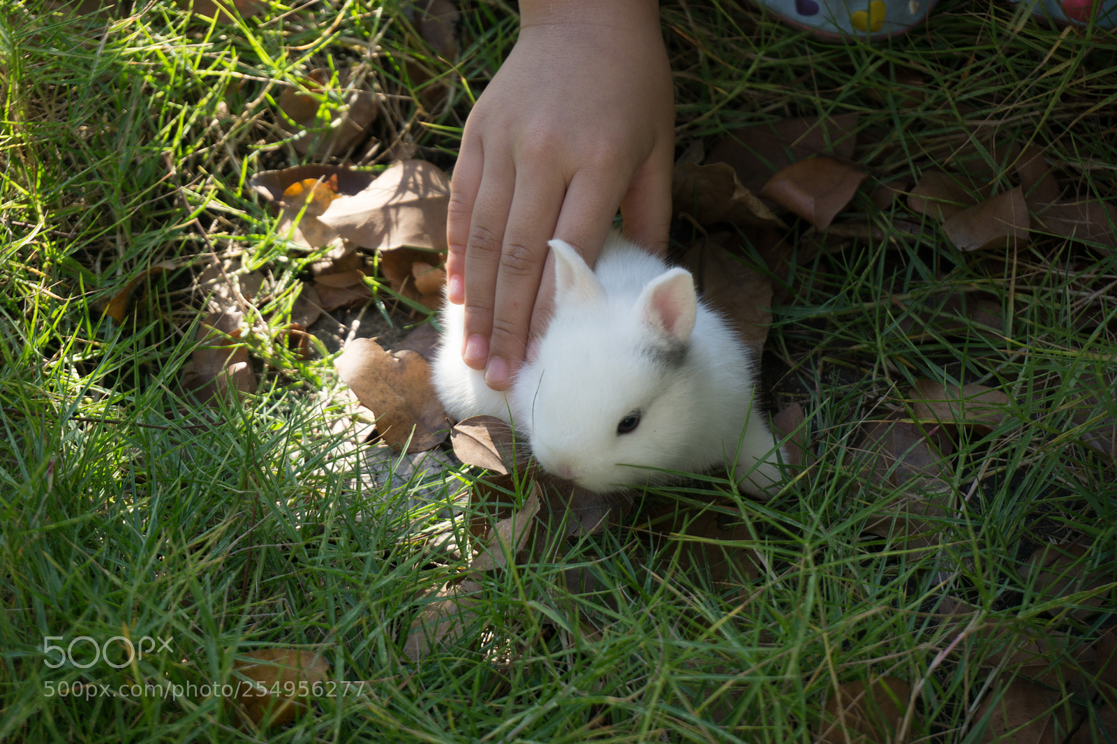 Sony a6000 sample photo. Little rabbit in little photography