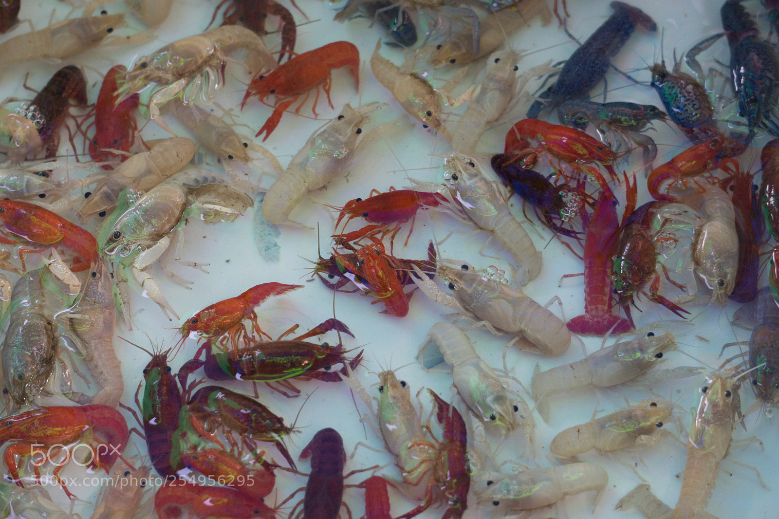 Sony a6000 sample photo. Little colorful cray fish photography