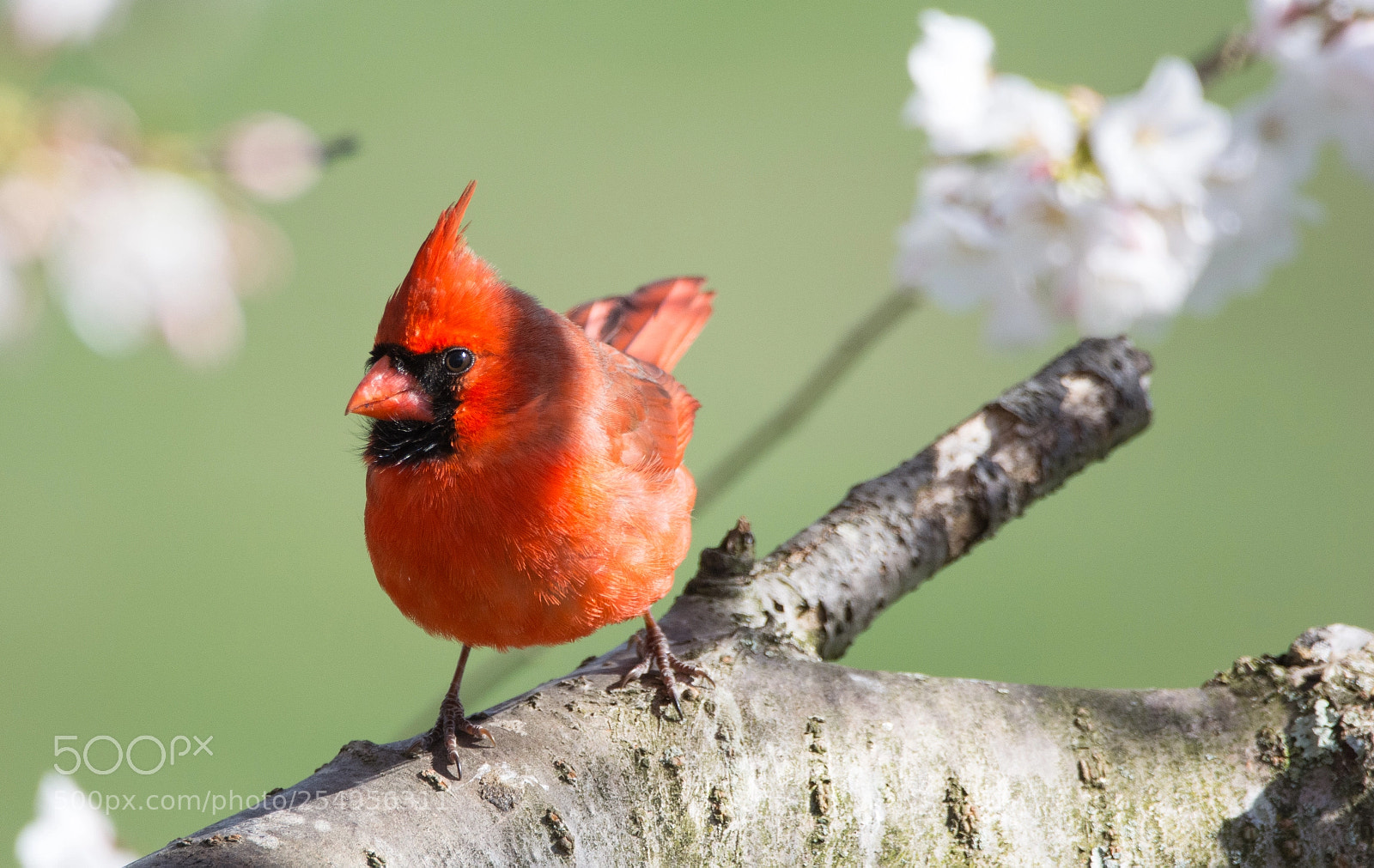 Nikon D5200 sample photo. Male northern cardinal in photography
