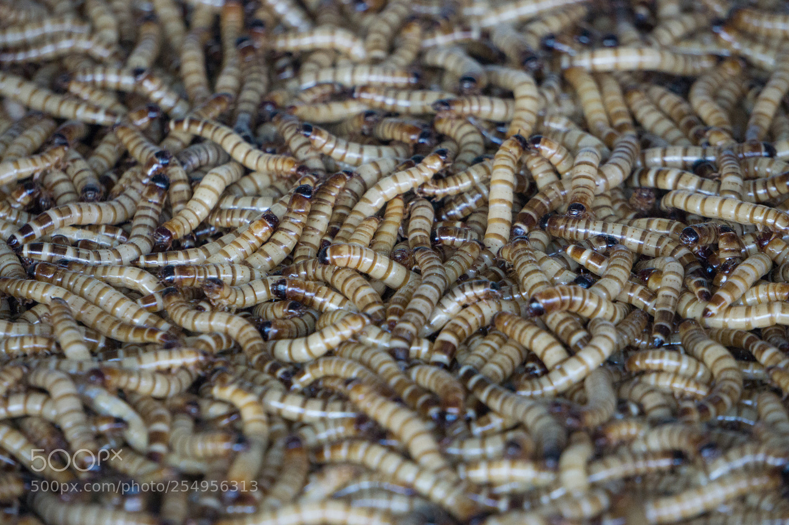 Sony a6000 sample photo. Worm bait for fishing photography
