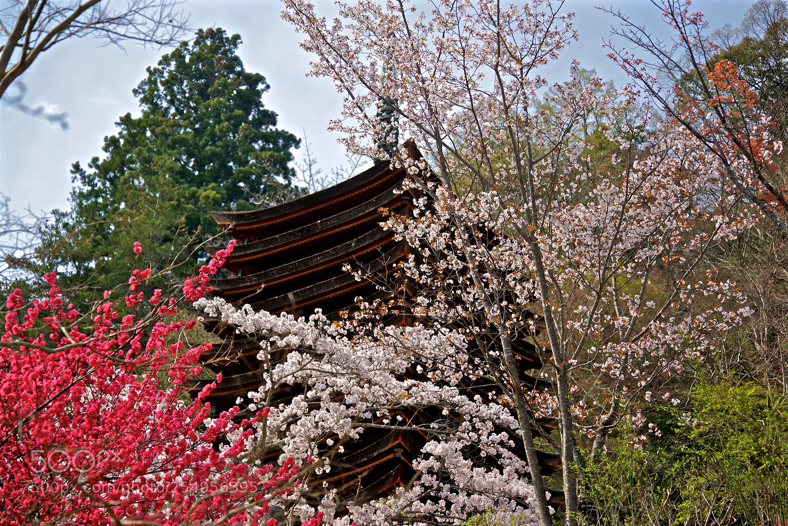 Pentax K-1 sample photo. Wearing spring photography