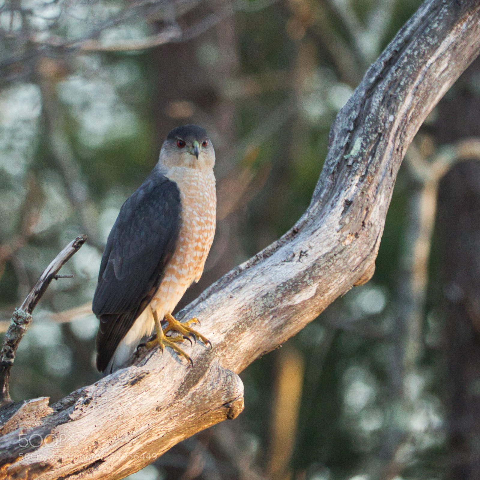 Canon EOS 700D (EOS Rebel T5i / EOS Kiss X7i) sample photo. Redtail photography