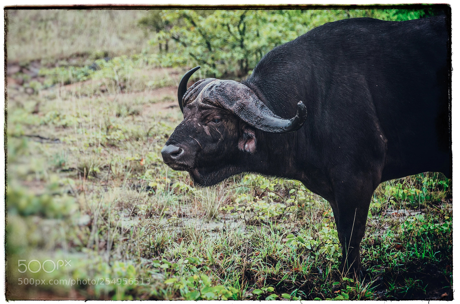 Pentax K-50 sample photo. African buffalo photography
