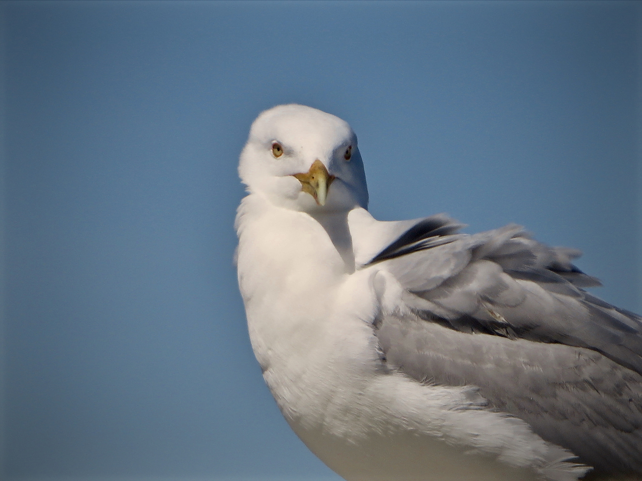 Canon PowerShot SX280 HS sample photo. Seagull photography