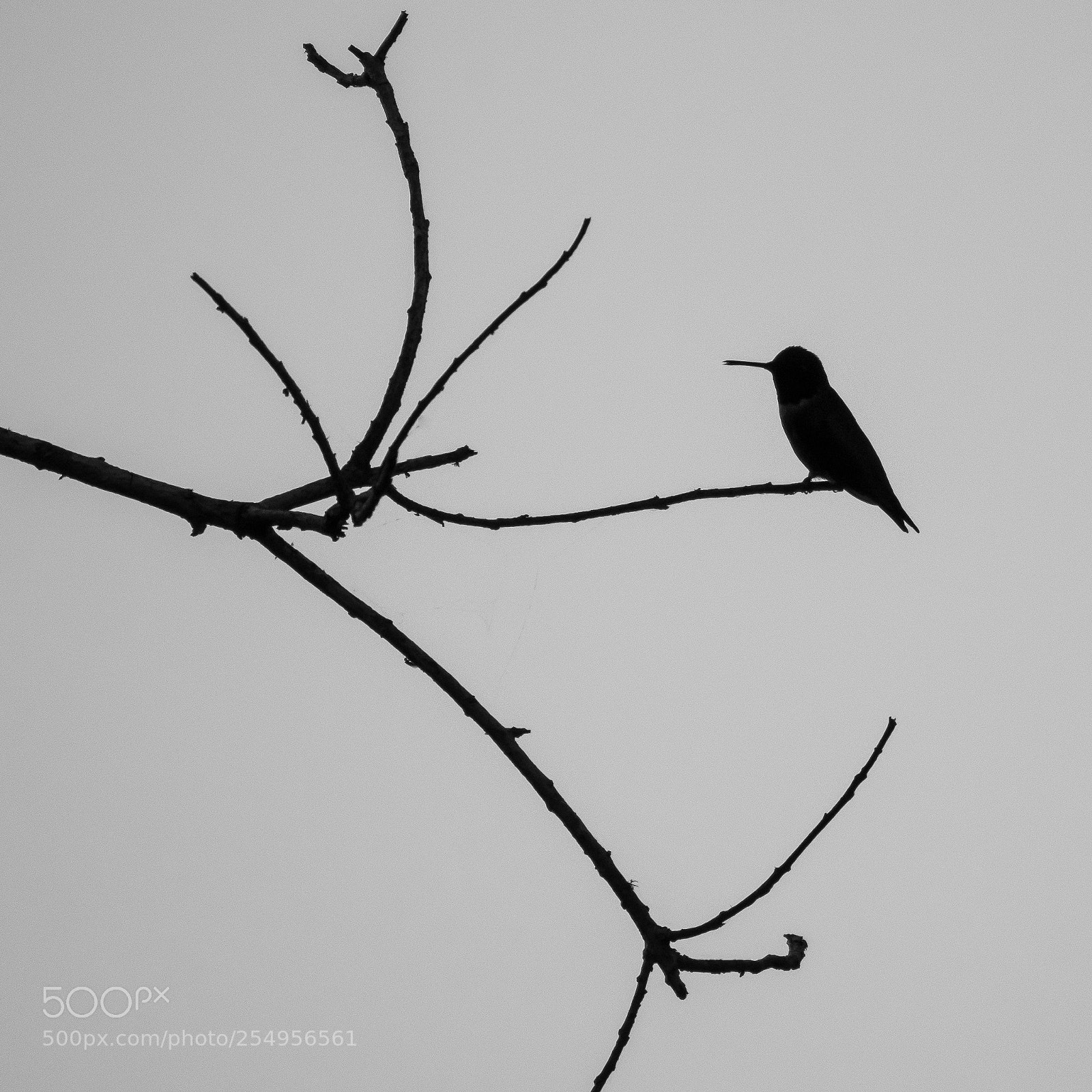 Panasonic Lumix DC-G9 sample photo. Hummingbird silhouette photography