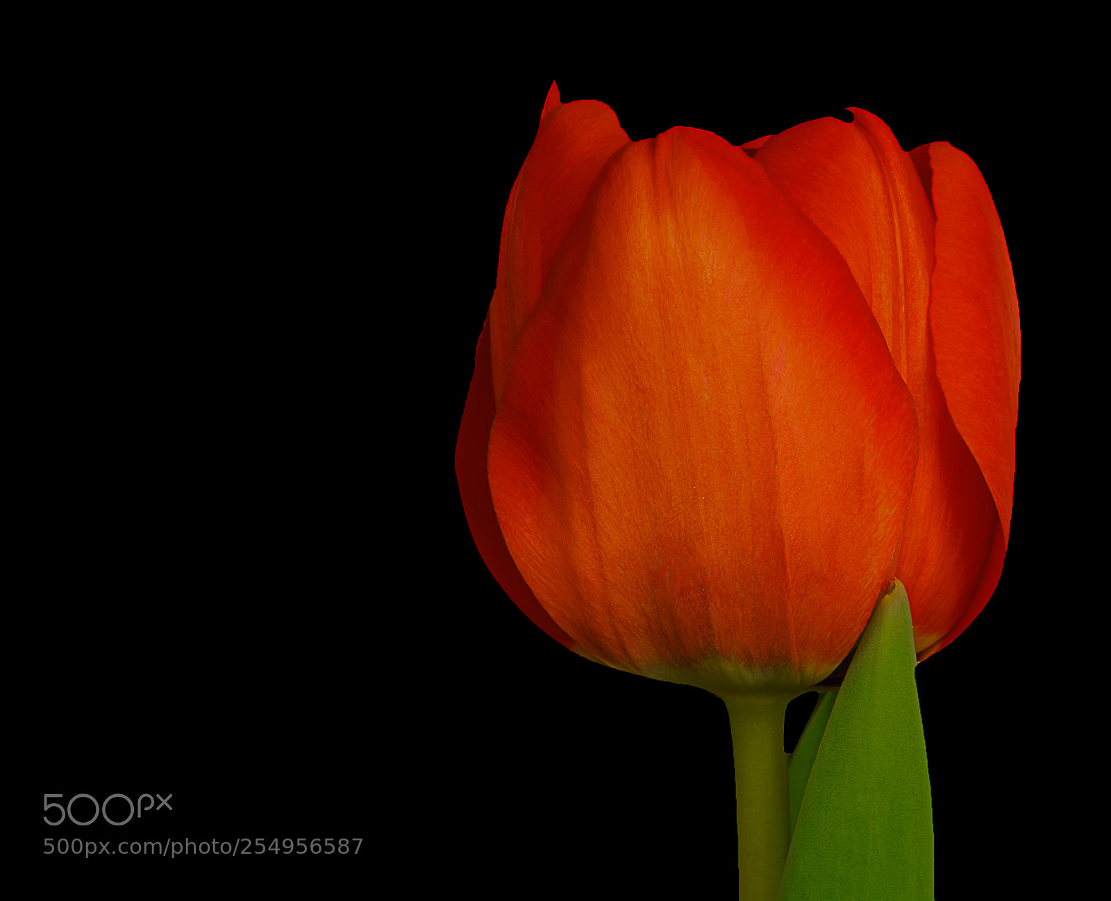 Sony a7R II sample photo. Tulip photography