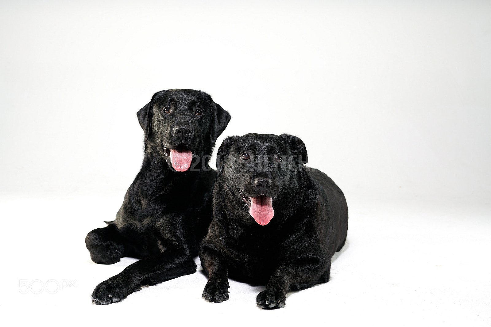 Sony a99 II sample photo. The lovely ones photography