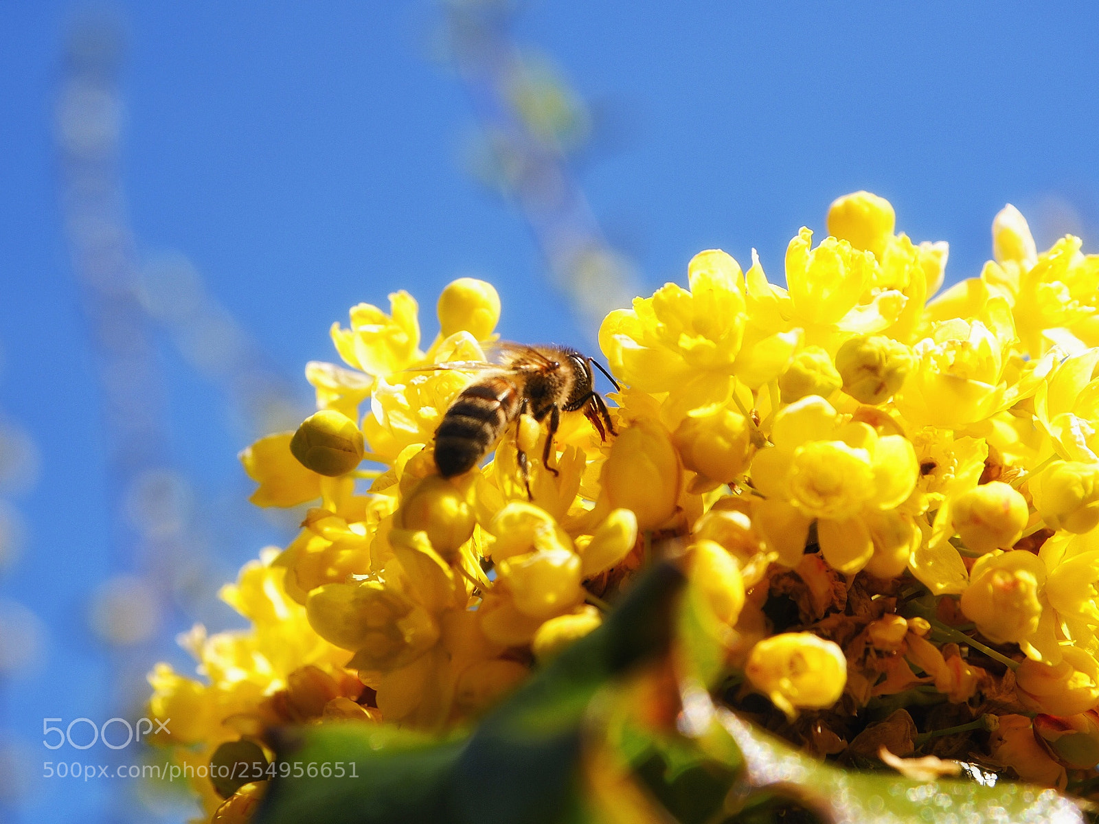 Olympus OM-D E-M5 II sample photo. Busy bee photography