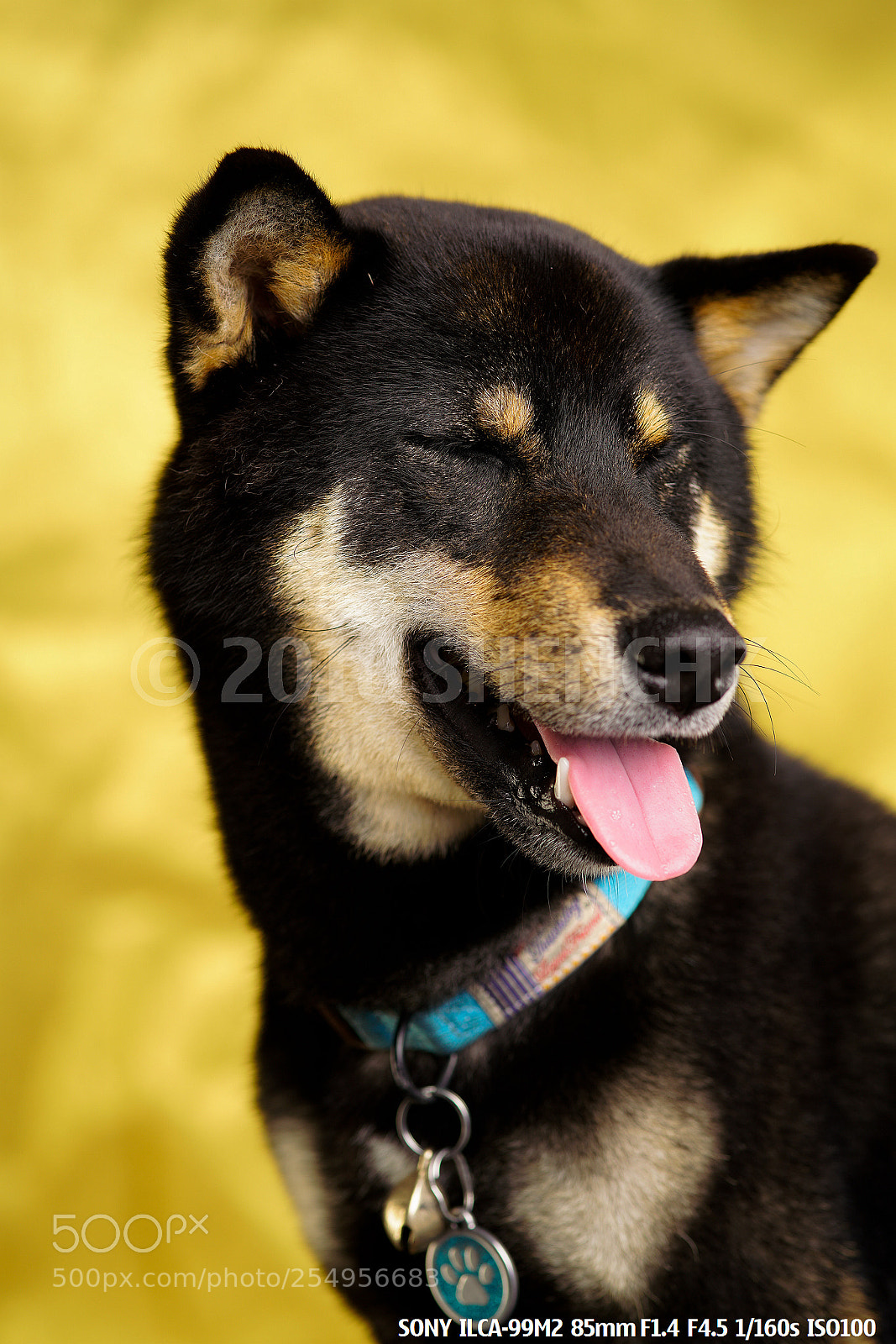 Sony a99 II sample photo. The lovely ones photography