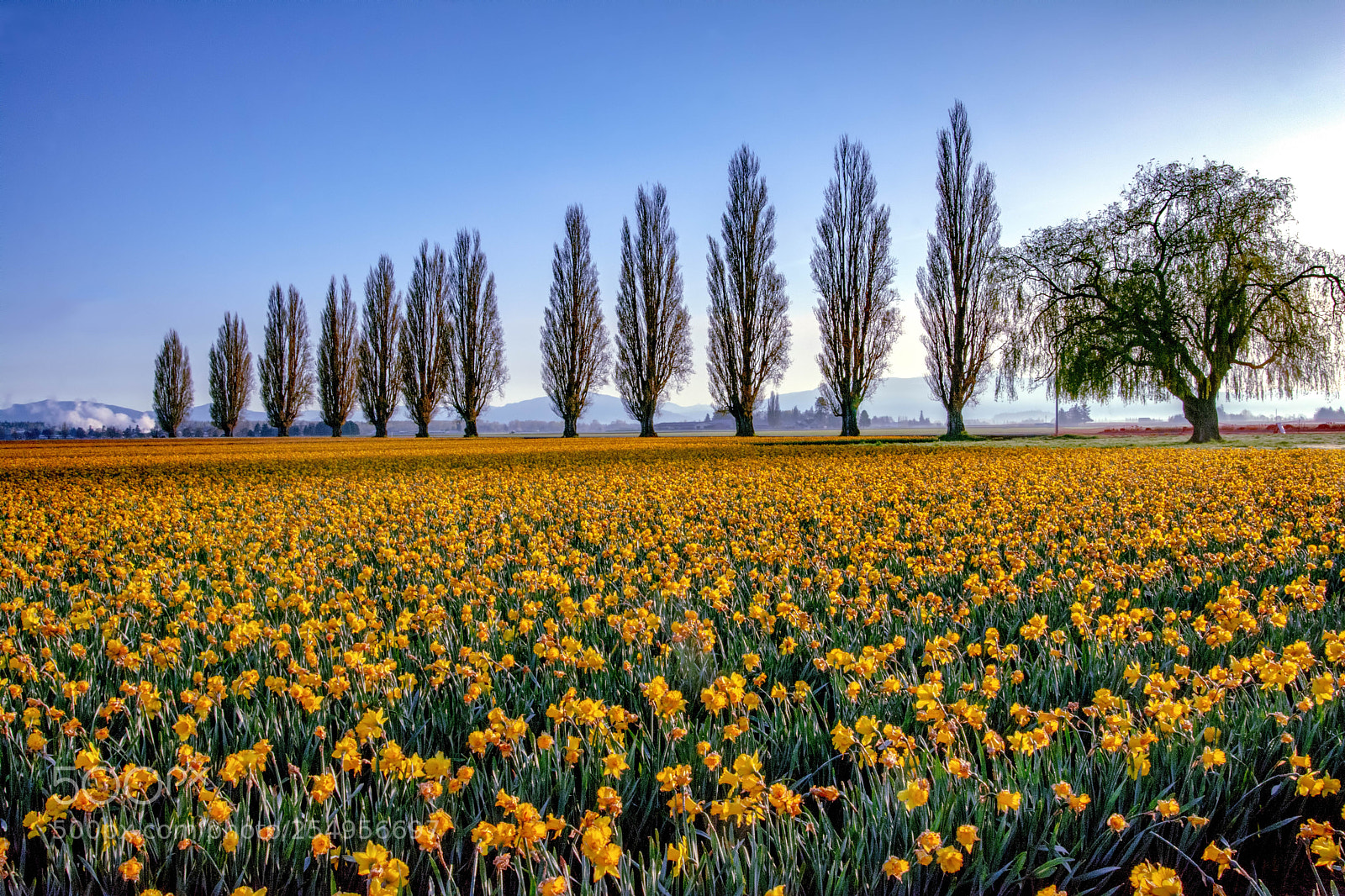 Nikon D7100 sample photo. Daffodils photography