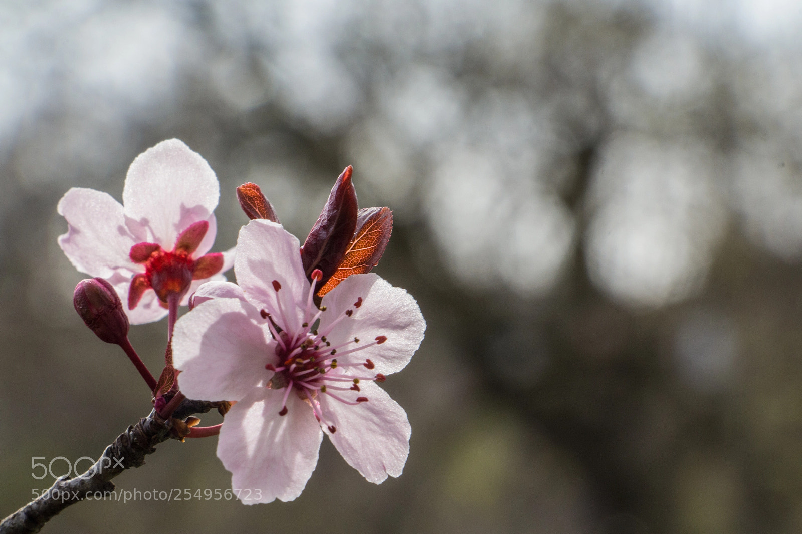 Canon EOS 700D (EOS Rebel T5i / EOS Kiss X7i) sample photo. Spring at last photography