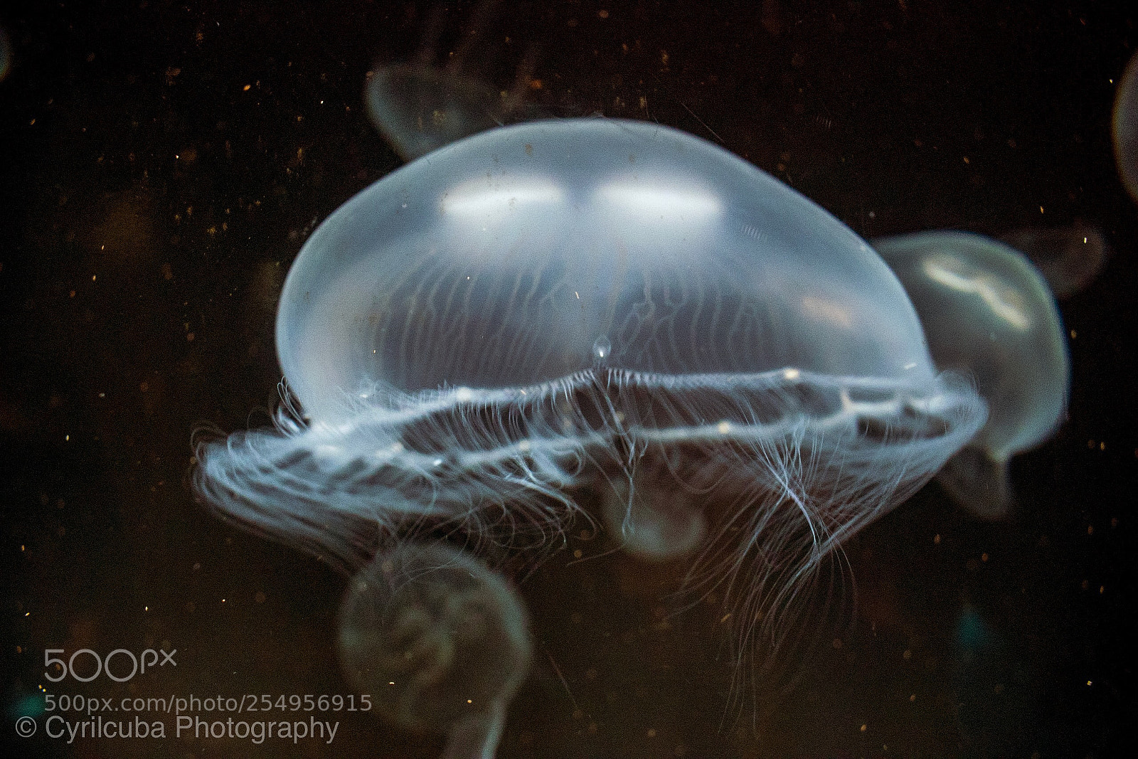 Nikon D5500 sample photo. Jelly fish  photography