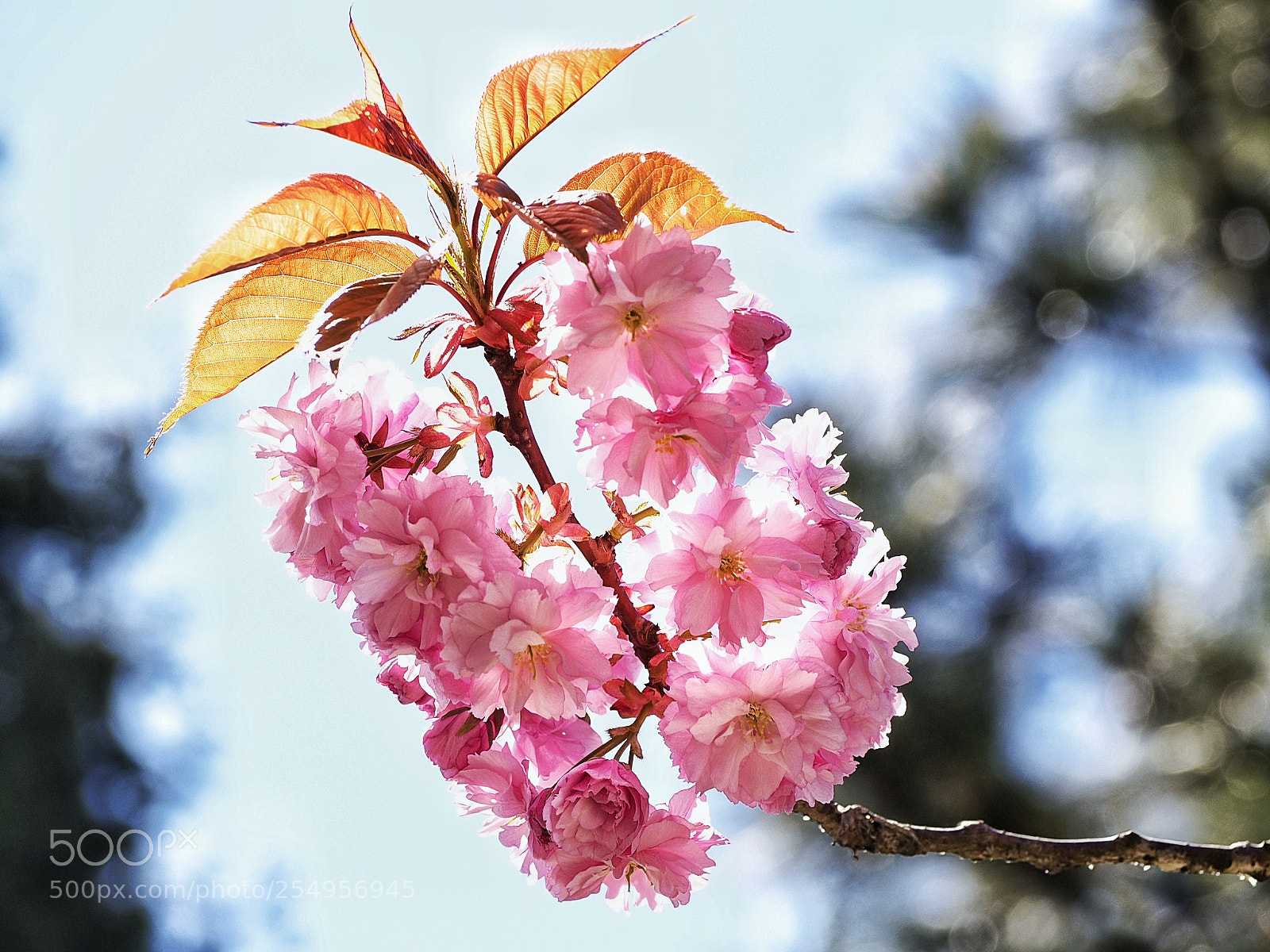 Olympus OM-D E-M5 II sample photo. It is perfect... photography