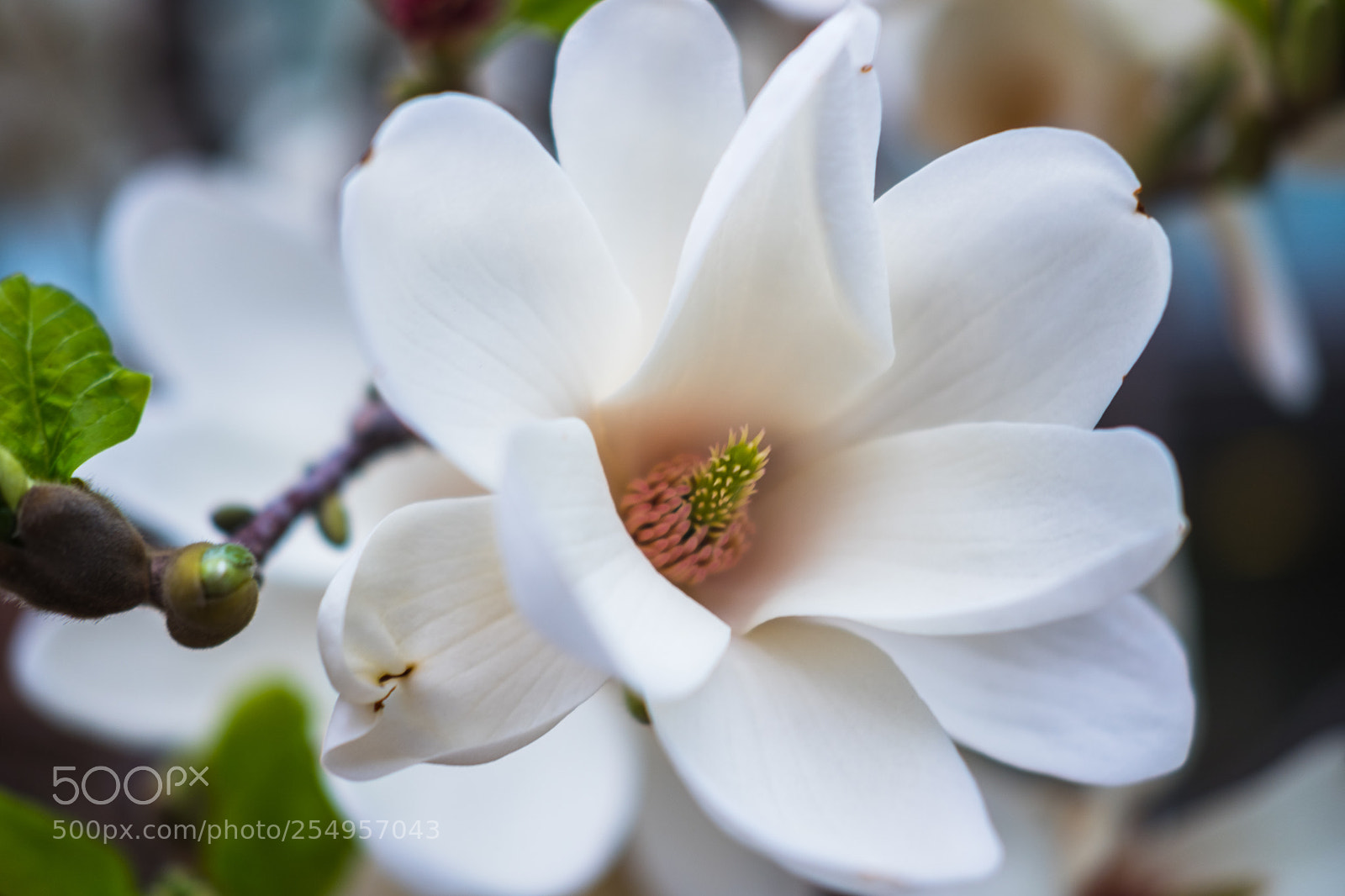 Fujifilm X-T20 sample photo. Flower / cherry blossom photography