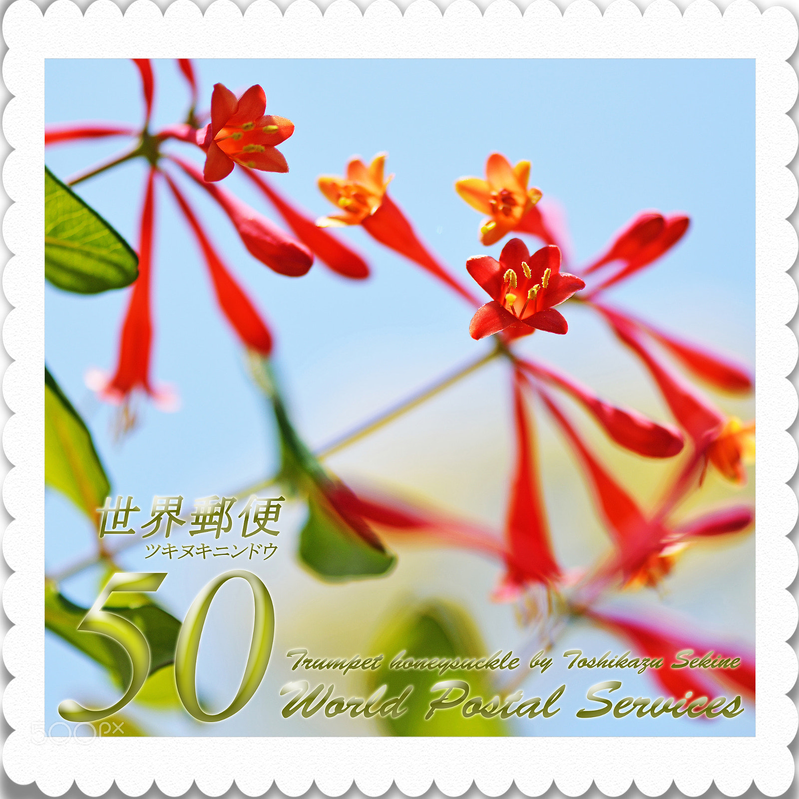 Nikon D800E sample photo. Trumpet honeysuckle photography