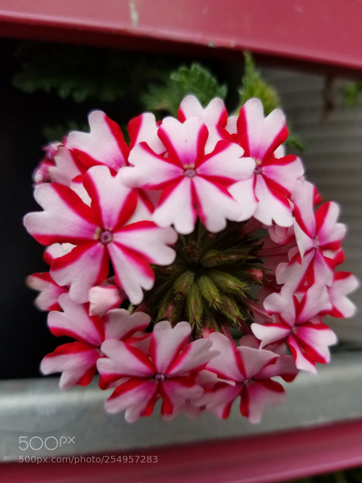 Samsung Galaxy S8+ sample photo. Untitled photography