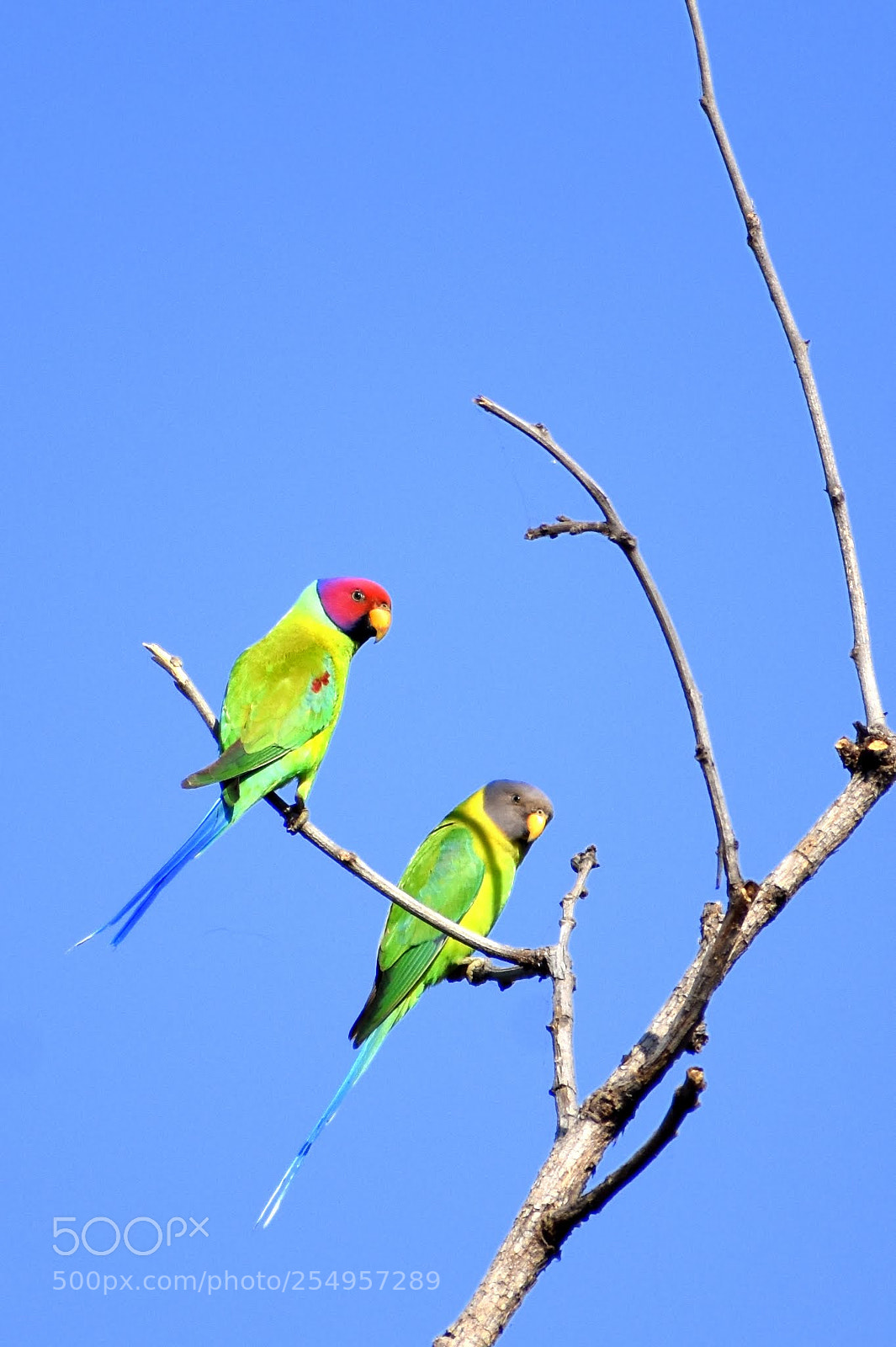 Nikon D7200 sample photo. Plum headed photography