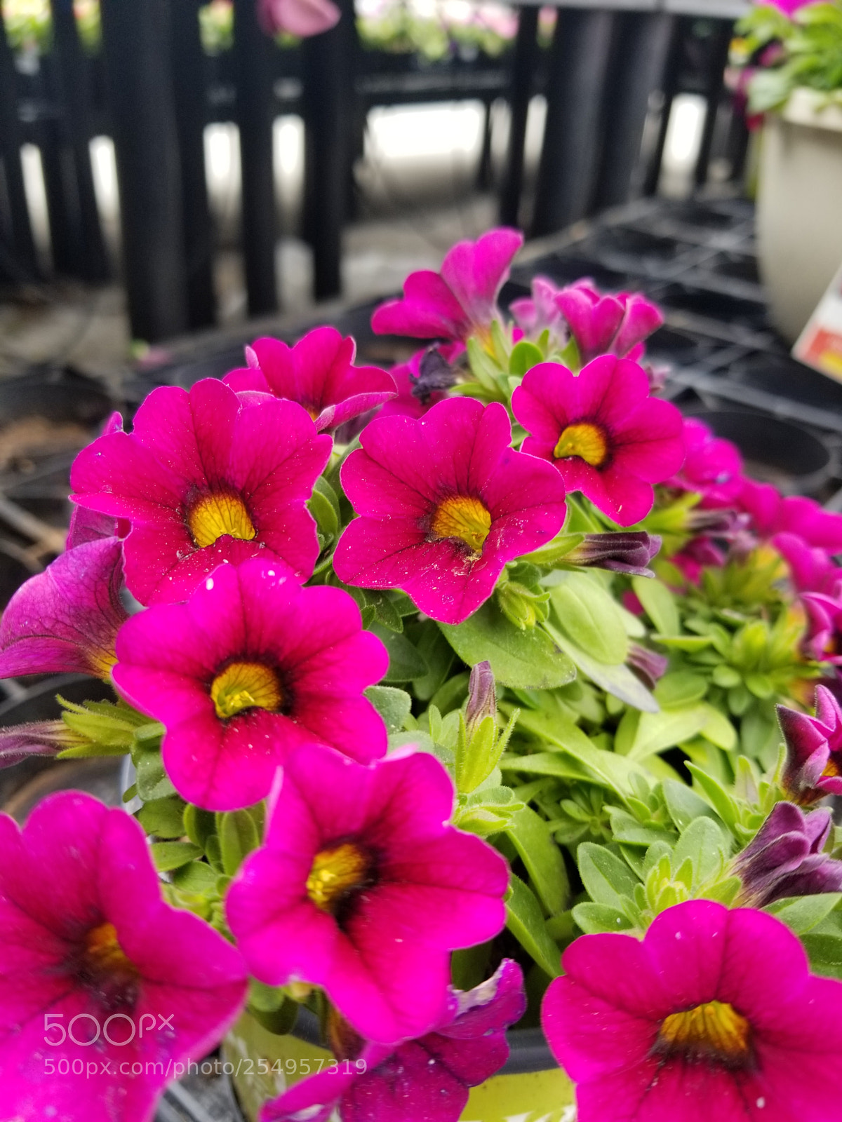 Samsung Galaxy S8+ sample photo. Untitled photography