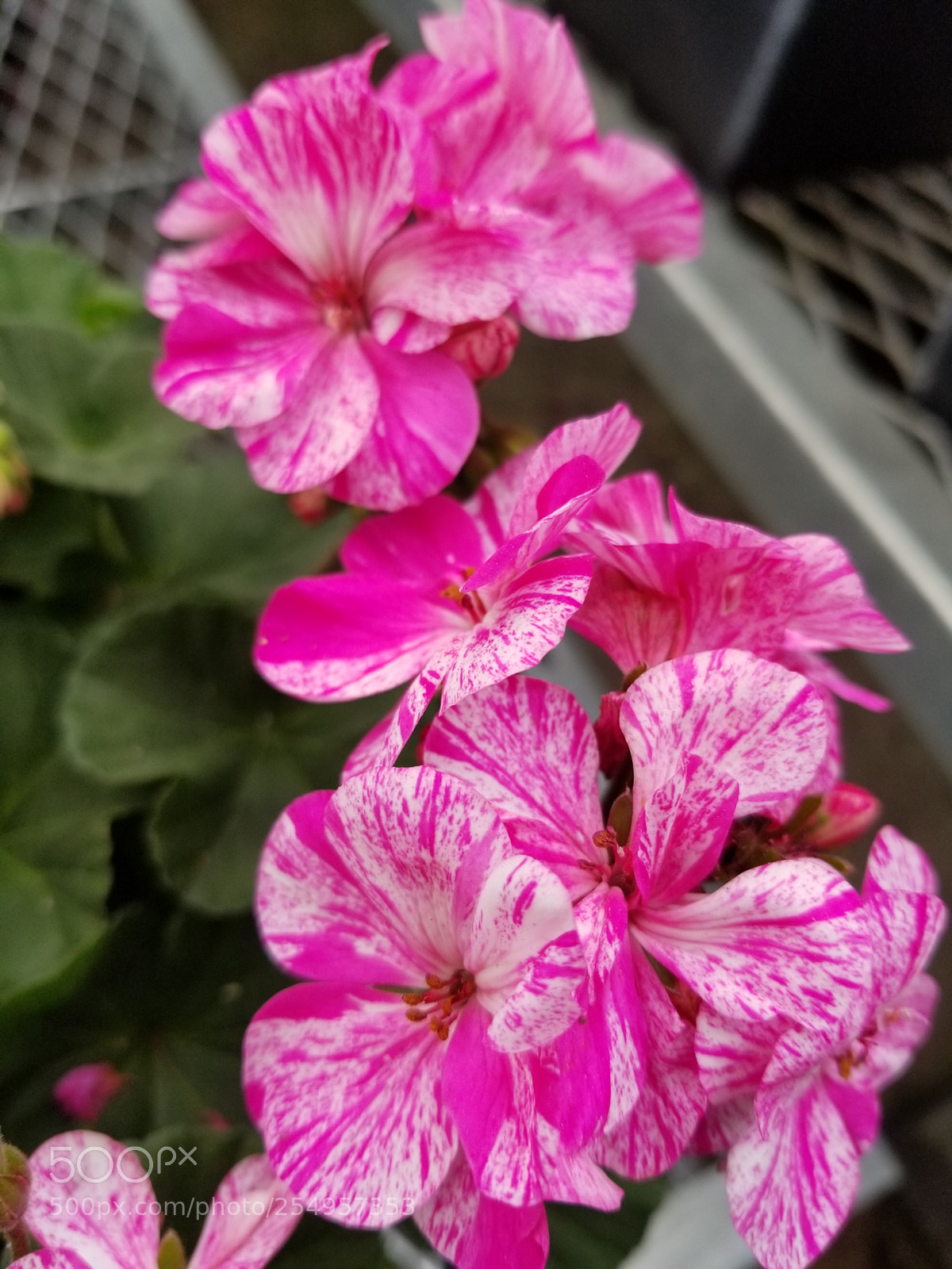 Samsung Galaxy S8+ sample photo. Untitled photography