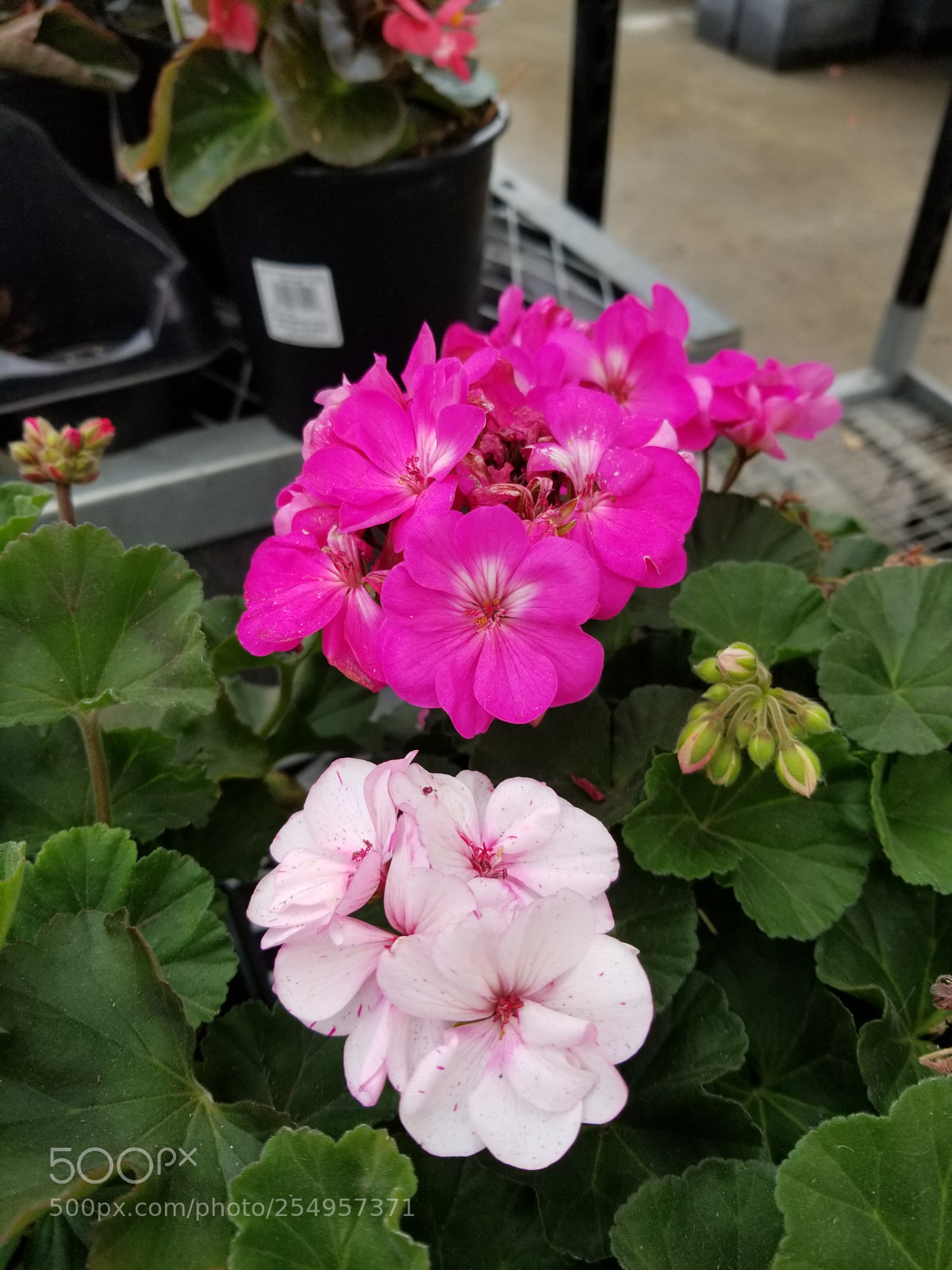 Samsung Galaxy S8+ sample photo. Untitled photography