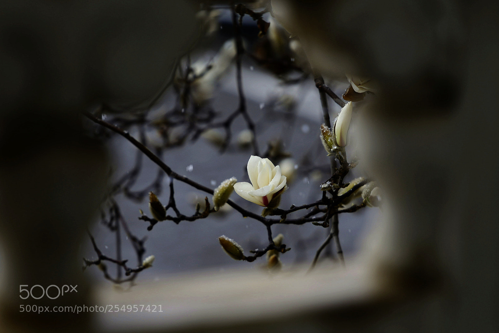 Nikon D800 sample photo. Untitled photography