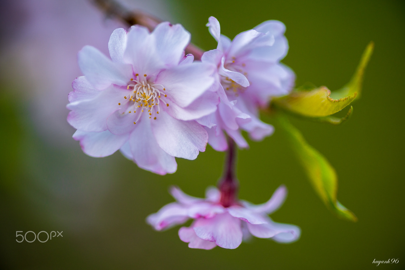 Hasselblad HV sample photo. Cherry blossom photography