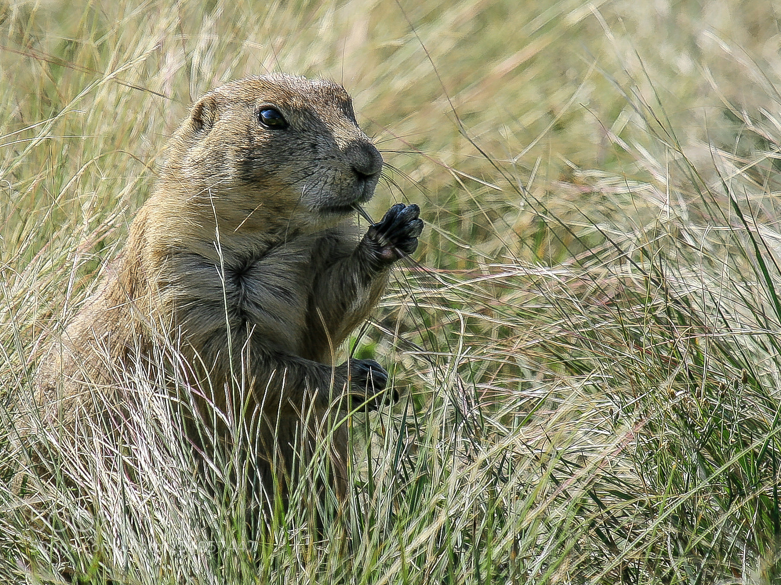 Canon EOS 400D (EOS Digital Rebel XTi / EOS Kiss Digital X) sample photo. Black-tailed prairie dog photography