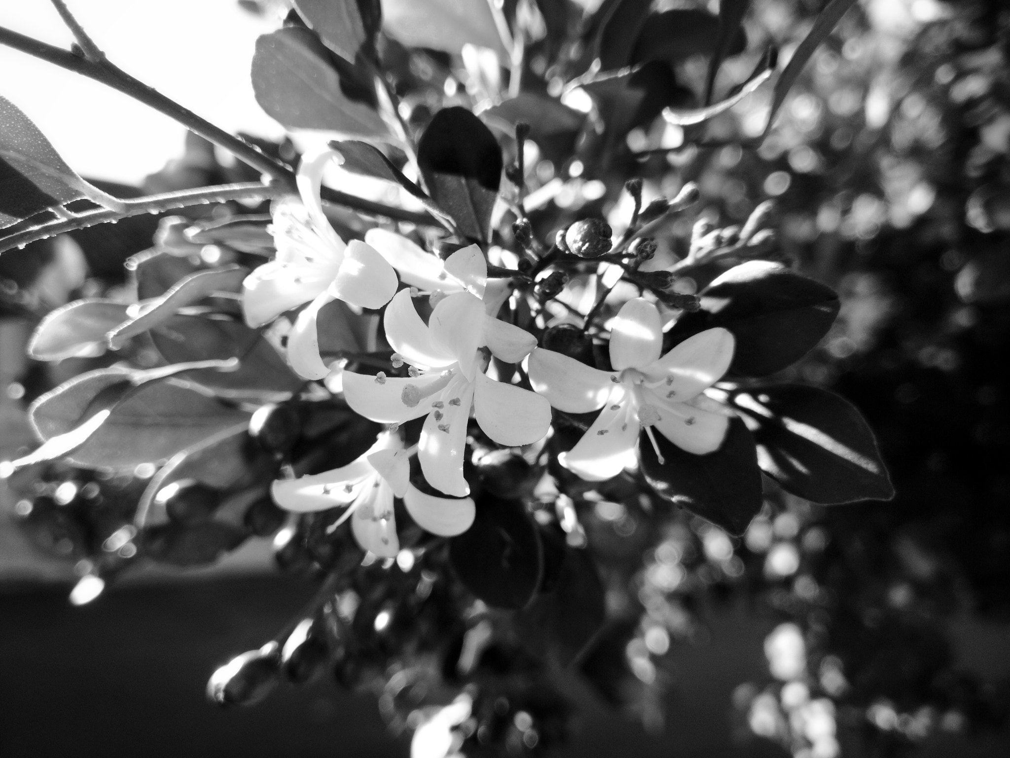 ASUS Z017DC sample photo. Black flowers photography