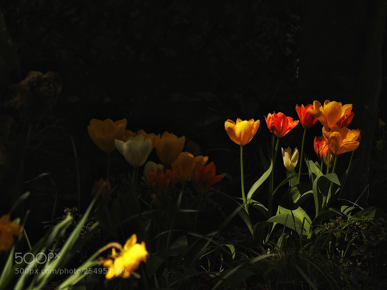 Olympus OM-D E-M5 II sample photo. Tulips photography