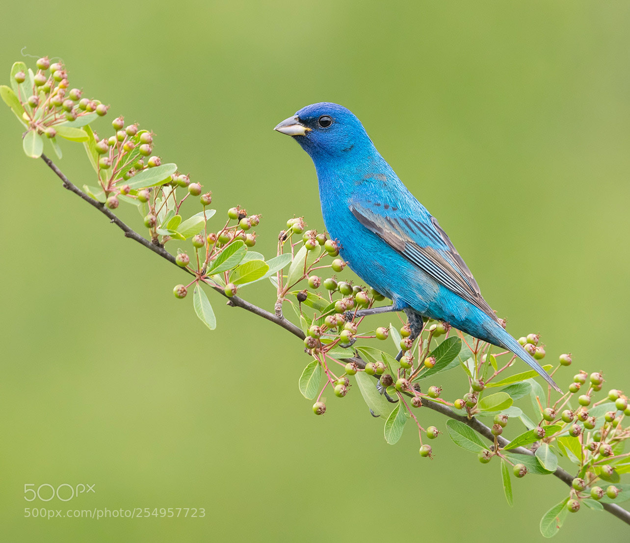 Canon EOS-1D X Mark II sample photo. Indigo bunting photography