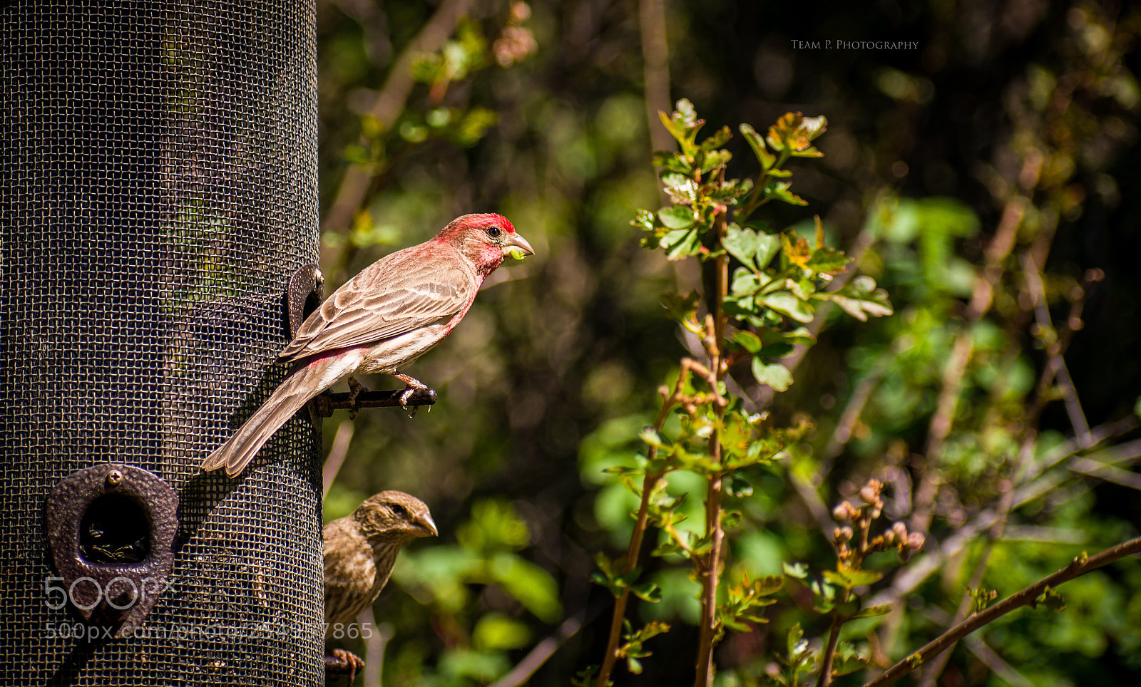 Nikon D3400 sample photo. A bird s eye photography