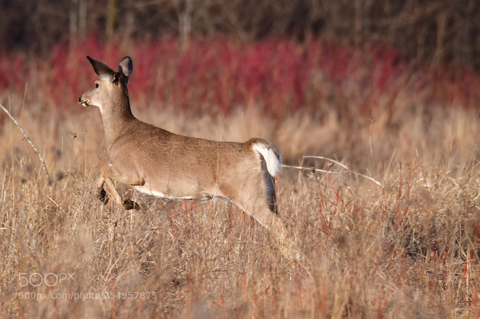 Nikon D5 sample photo. White-tailed deer on the photography