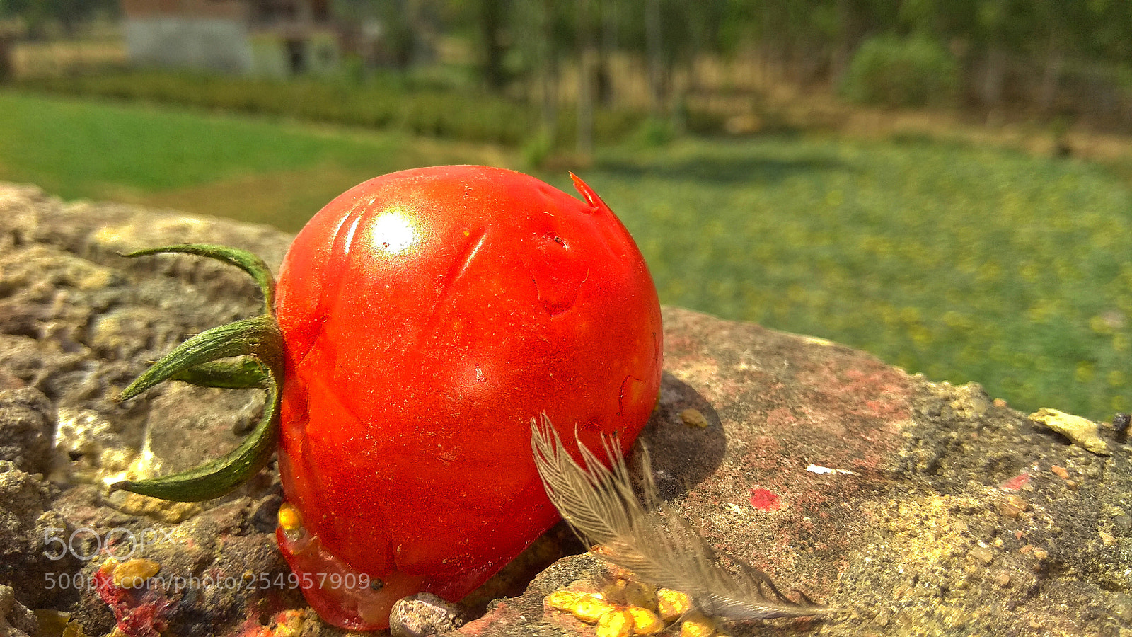Xiaomi Redmi Note 4 sample photo. Tomato photography