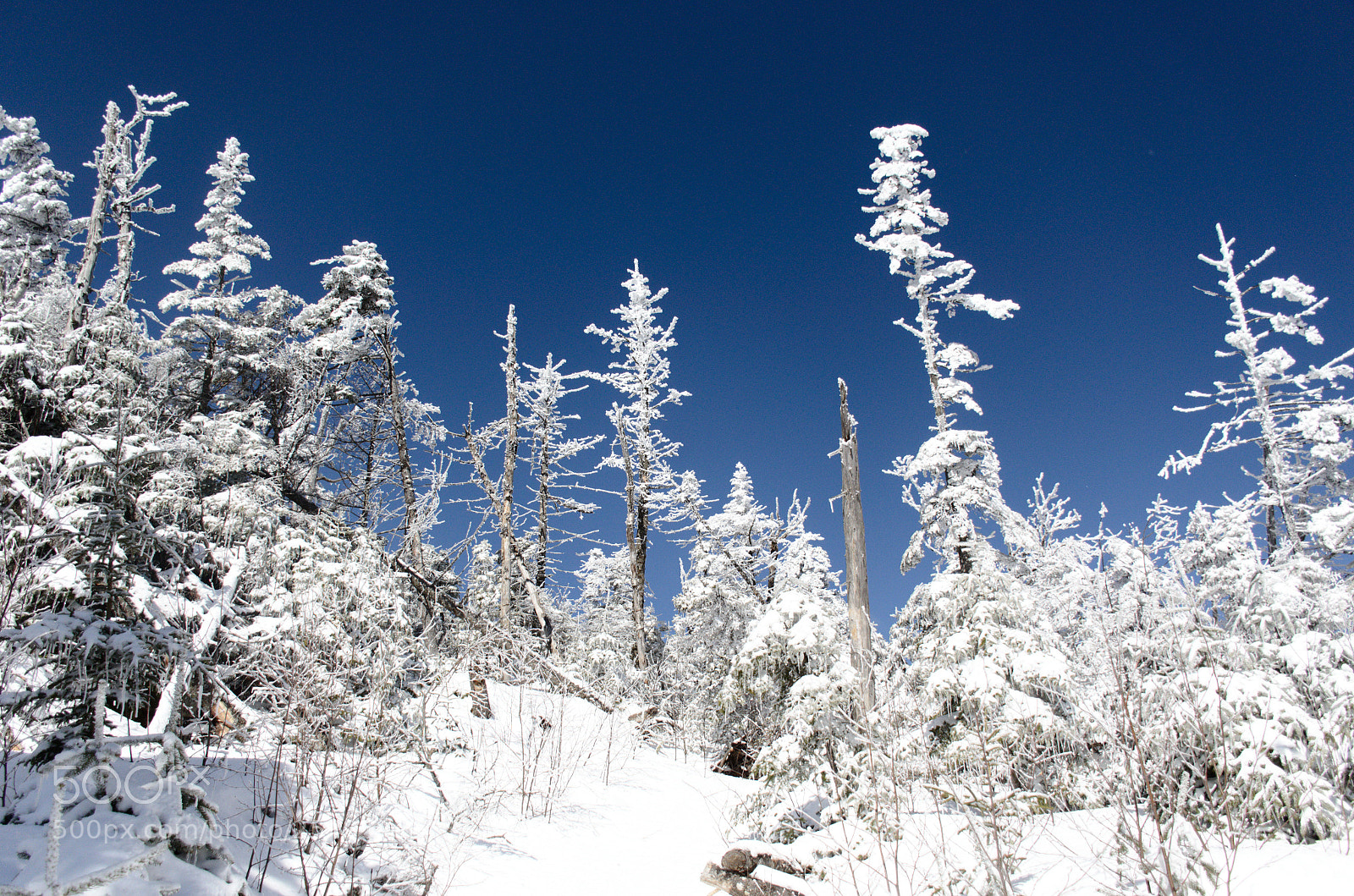 Nikon D7000 sample photo. Forest at summit photography