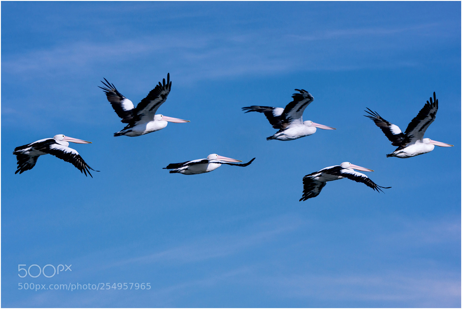 Nikon D7200 sample photo. The migration... photography