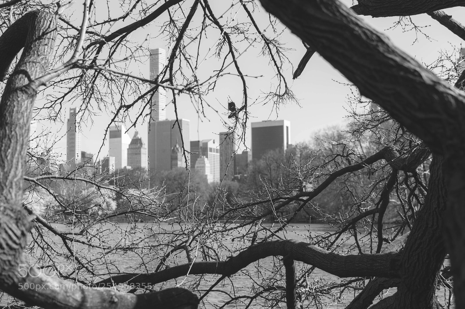 Nikon D5300 sample photo. Entangled photography