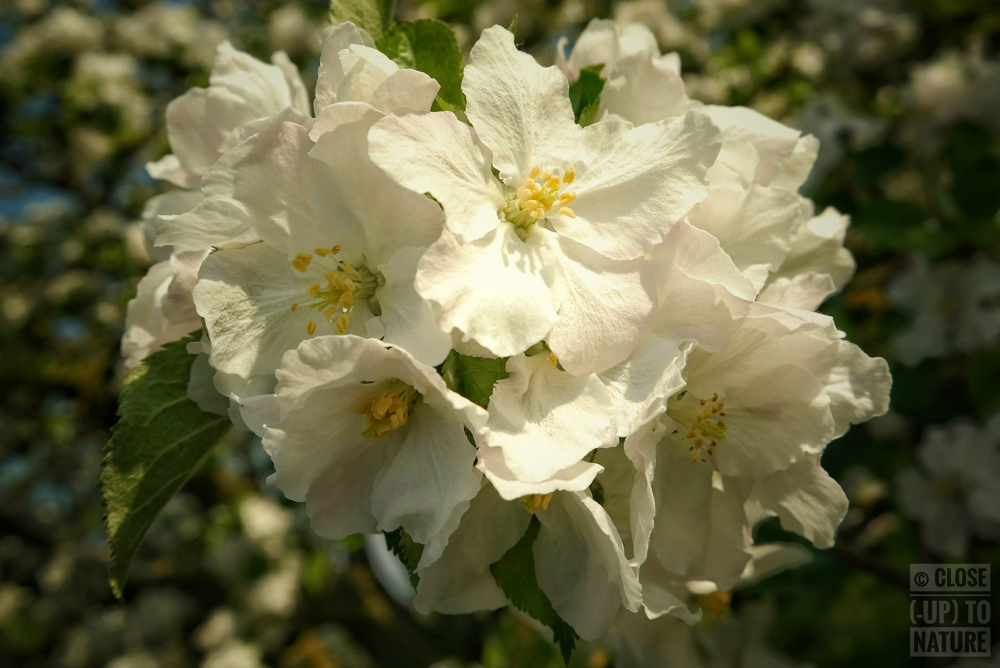 Samsung NX300M sample photo. Apple tree (2) photography