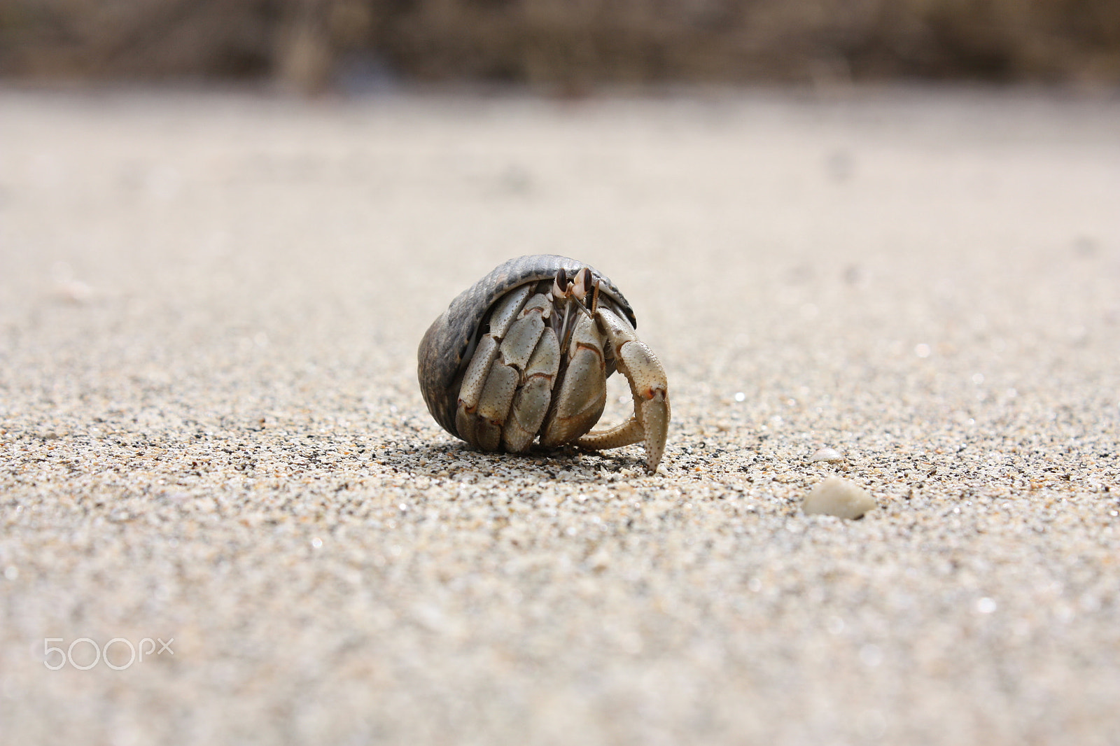 Canon EOS 450D (EOS Rebel XSi / EOS Kiss X2) sample photo. Little crab photography