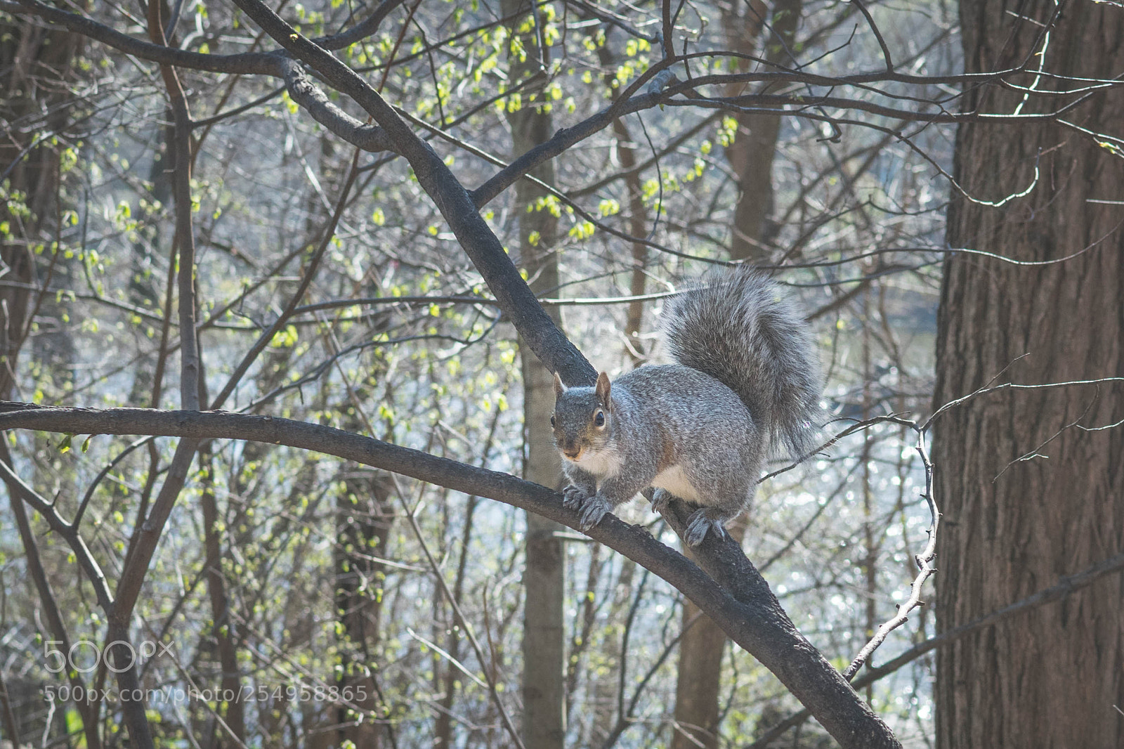 Nikon D5300 sample photo. Poised photography