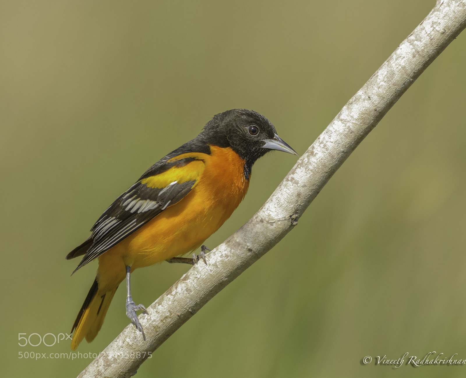 Nikon D7100 sample photo. Male baltimore oriole photography