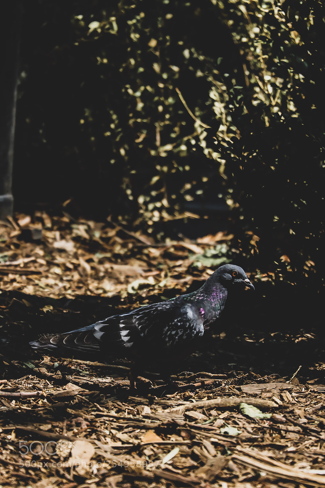 Canon EOS 750D (EOS Rebel T6i / EOS Kiss X8i) sample photo. Feel the nature.? photography