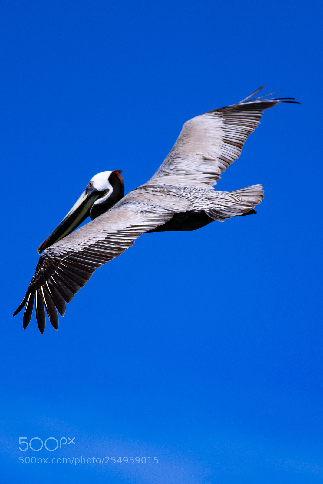 Sony a7R II sample photo. Nothing but blue sky photography