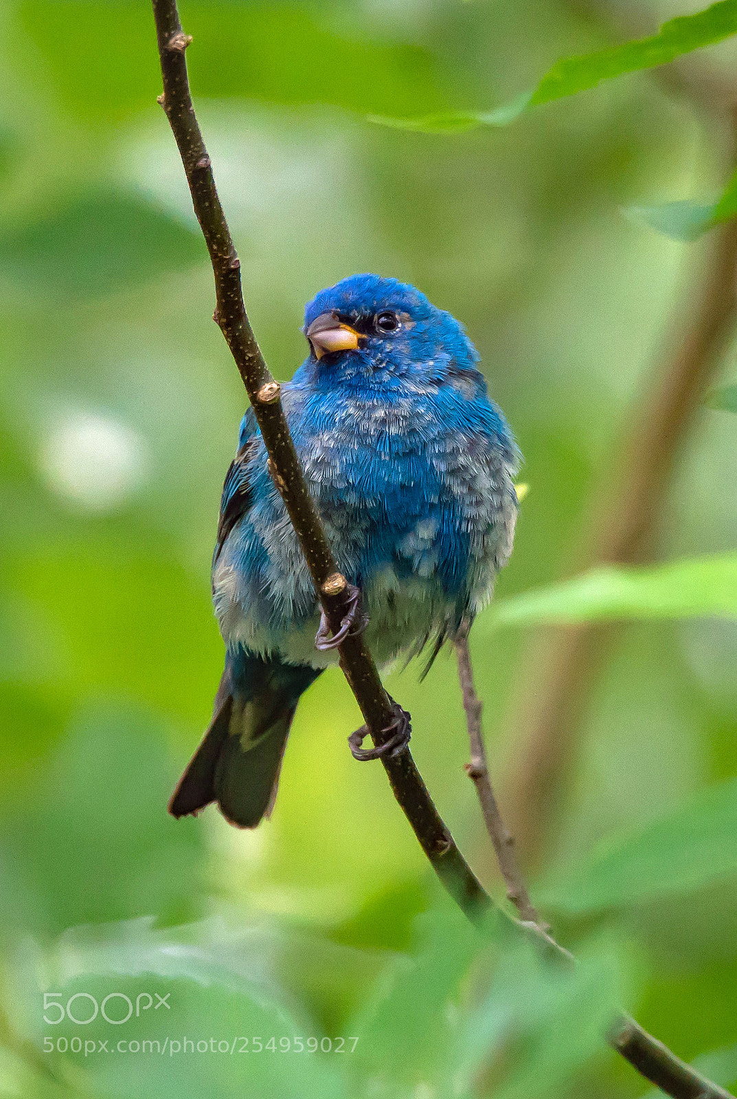 Sony a7R II sample photo. Indigo bunting photography