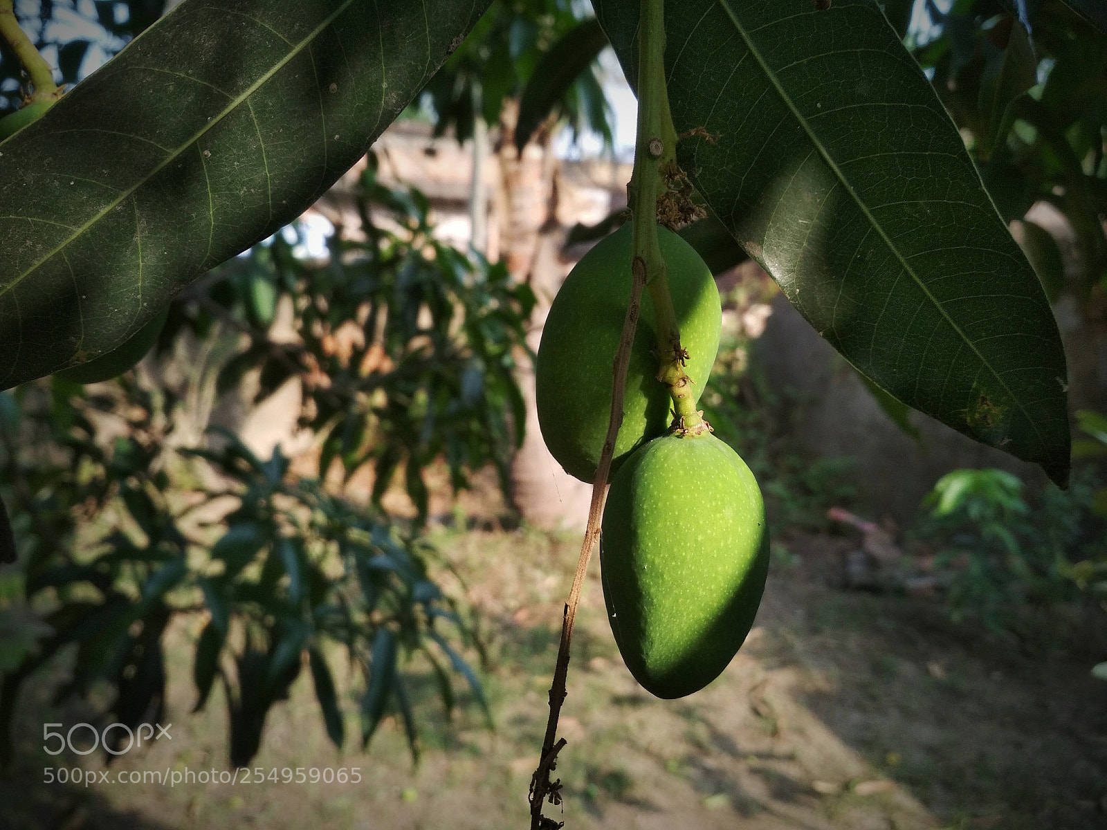 Xiaomi Redmi 4 Pro sample photo. Untitled photography