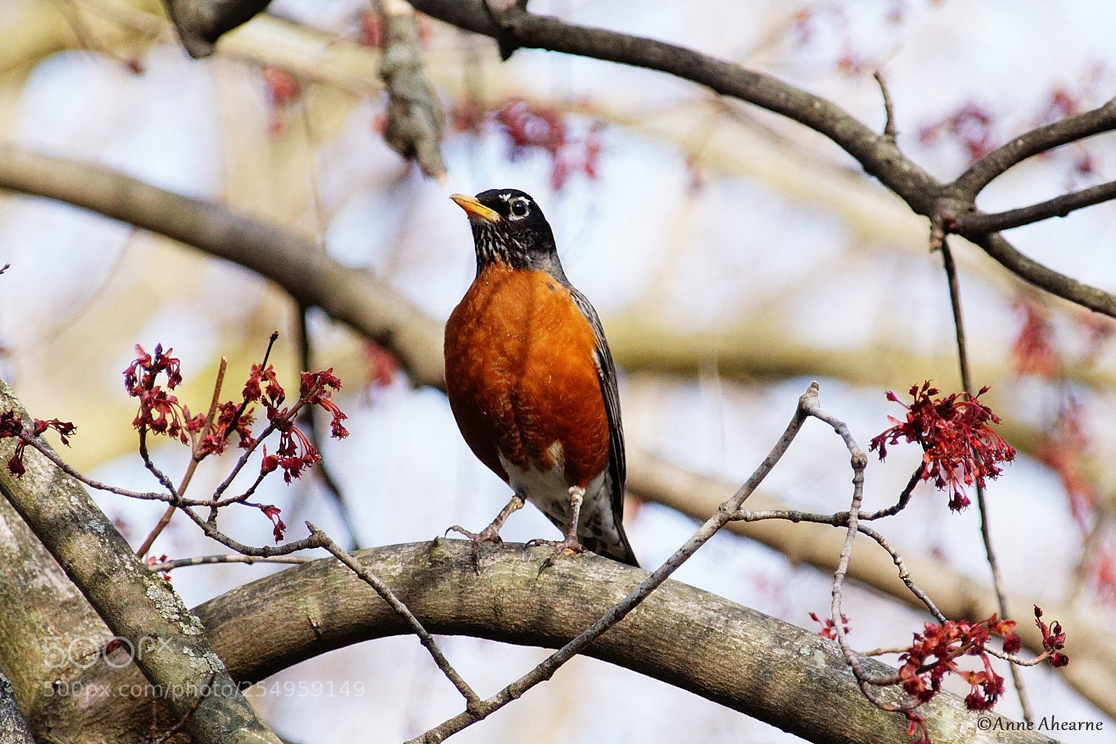 Sony ILCA-77M2 sample photo. American robin photography