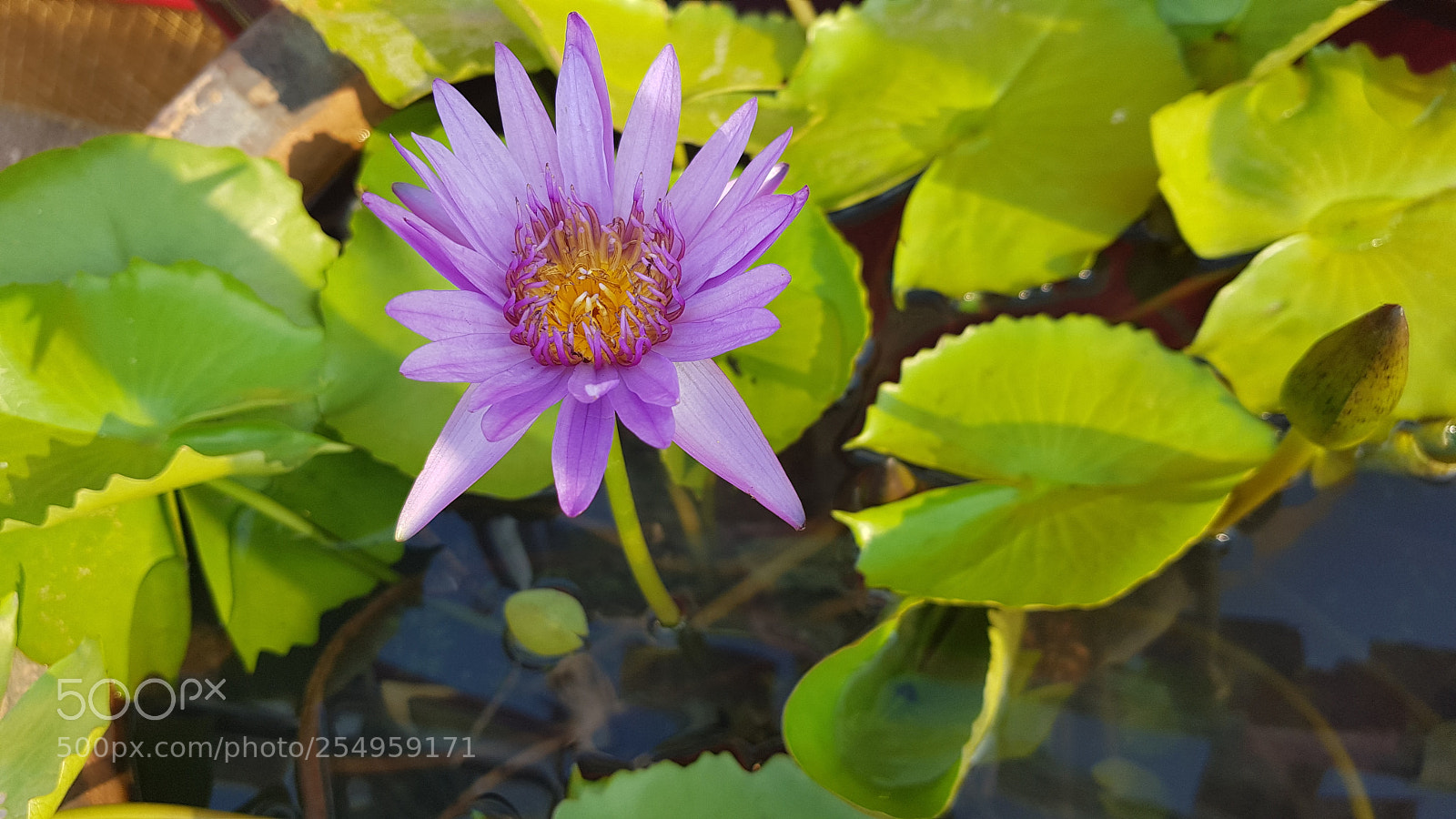Samsung Galaxy S8+ sample photo. Untitled photography