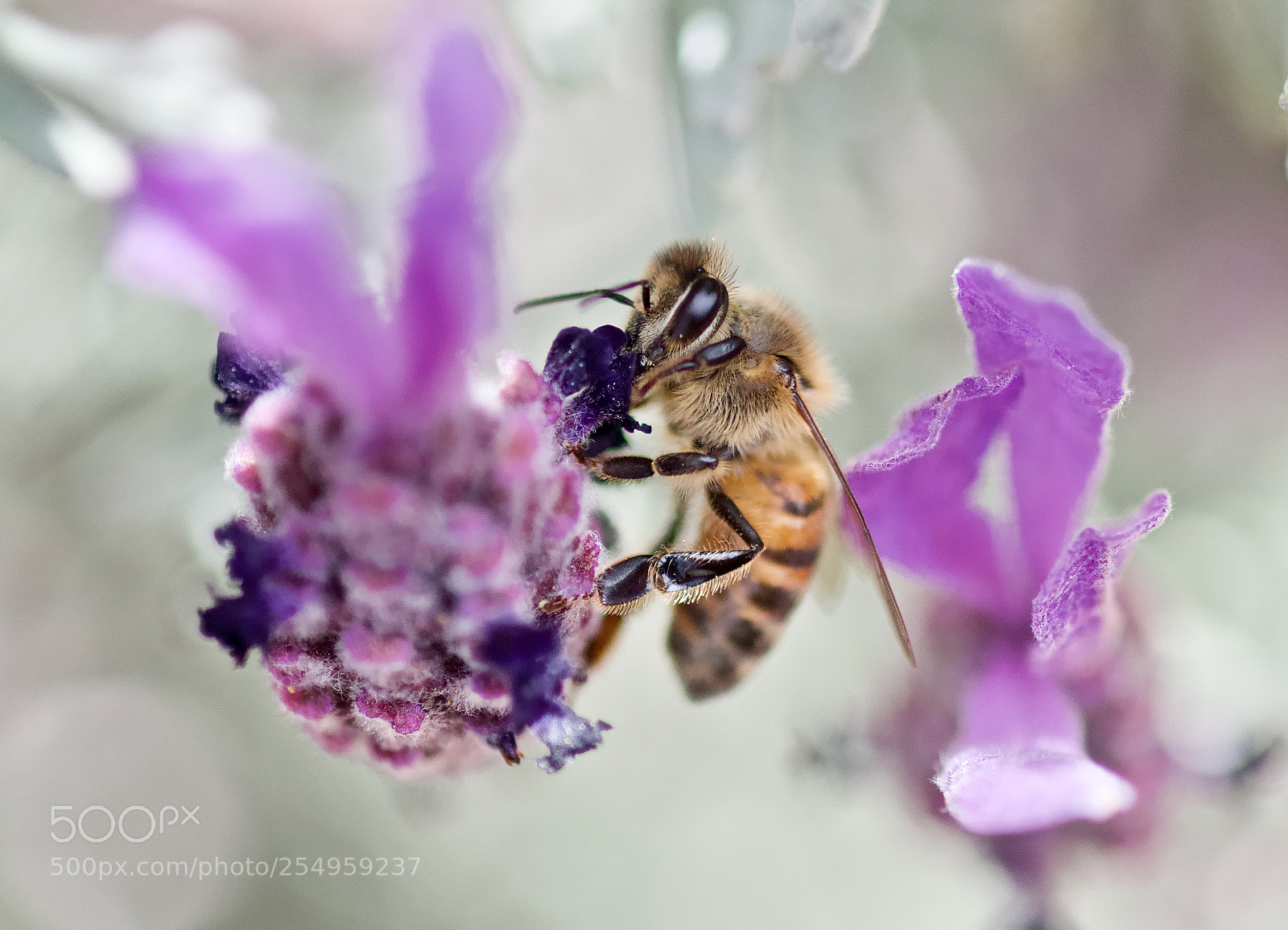 Nikon D3300 sample photo. Honey photography