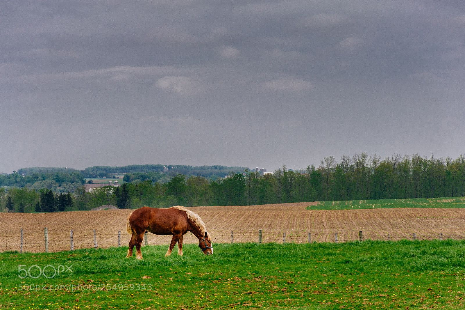 Nikon D700 sample photo. Horse eating fresh grass photography