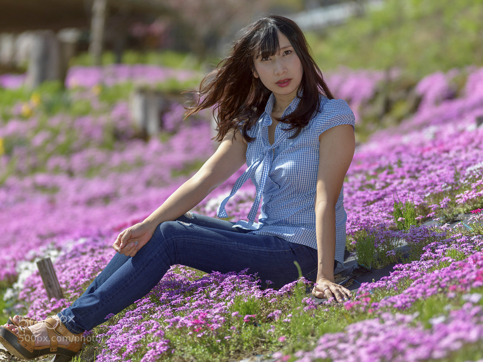 Hasselblad X1D-50c sample photo. Moss phlox photography