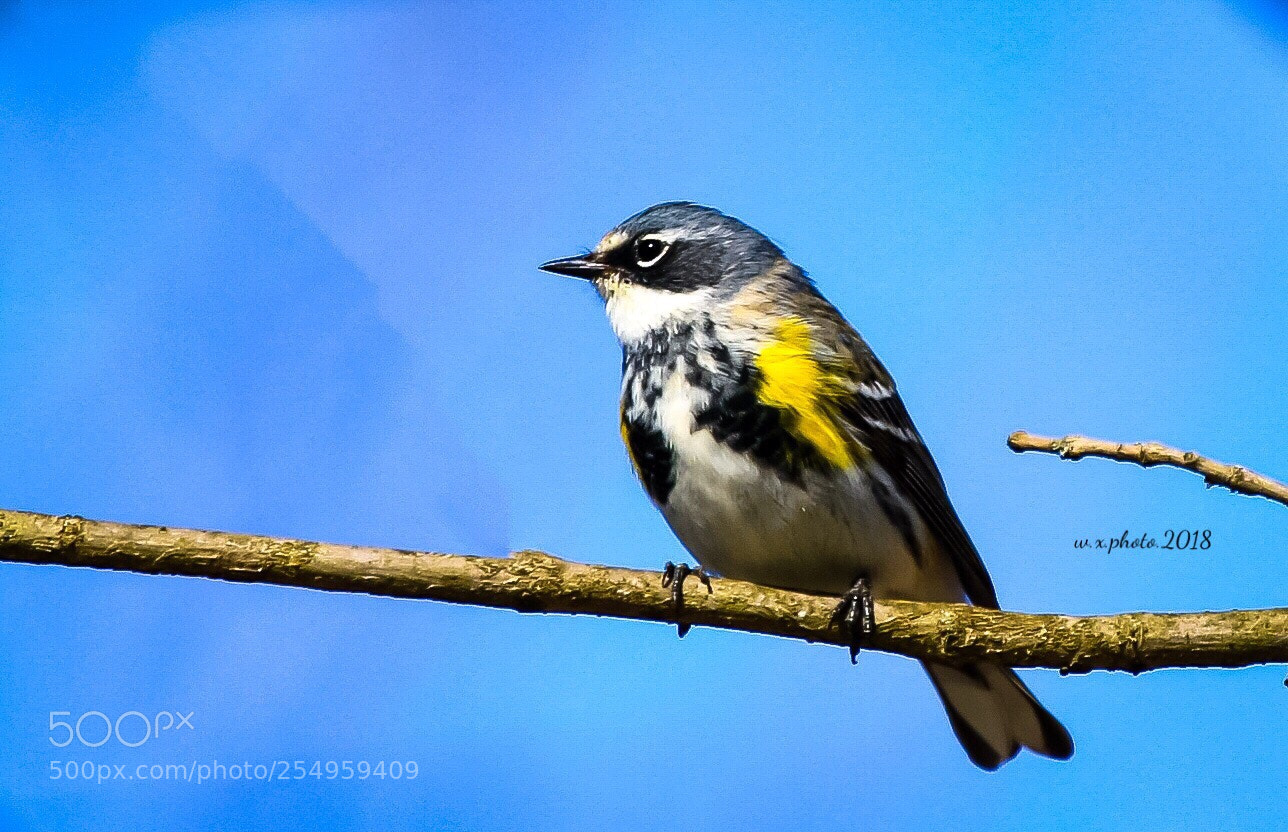 Canon EOS 7D Mark II sample photo. Yellow rumped warbler photography